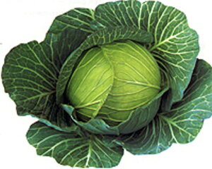 ʋP155 10ml Lxcy̎   ^l zyʏ5{ 5̂̓|Cg10{z