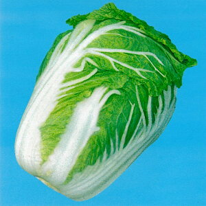 O 10ml  nNTC ͂y̎   ^l zyʏ5{ 5̂̓|Cg10{z