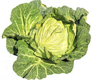 t 10ml Lxcy̎   ^l zyʏ5{ 5̂̓|Cg10{z