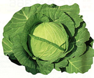 H 10ml Lxcy̎   ^l zyʏ5{ 5̂̓|Cg10{z