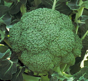 ����180 2500�� �u���b�R���[�y���̎�� �� ���� �^�l �z�y�ʏ�5�{ 5�̂����̓|�C���g10�{�z