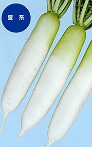 *Đy (Ȃ炭) 20ml 卪 _CR yig   ^lzyʏ5{ 5̂̓|Cg10{z