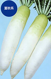 Hy(炭) 2dl 卪 _CR yig   ^lzyʏ5{ 5̂̓|Cg10{z