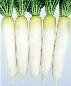 d̍ 8000 卪 _CR yig   ^lzyʏ5{ 5̂̓|Cg10{z