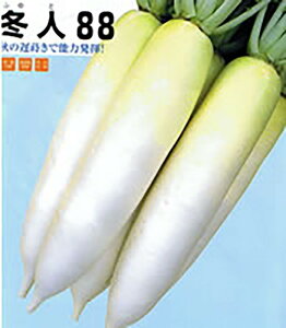 ~l88(ӂ) 2dl 卪 _CR yig   ^lzyʏ5{ 5̂̓|Cg10{z