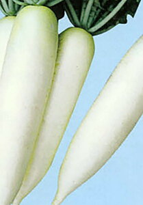 tz(悤) 20ml 卪 _CR yig   ^lzyʏ5{ 5̂̓|Cg10{z