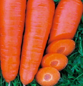 y|Cg5{ 5̂10{z R[g 1 jW ɂ񂶂 lQyig   ^lz