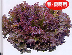 ӒTbh 20ml ^Xyig   ^lzyʏ5{ 5̂̓|Cg10{z