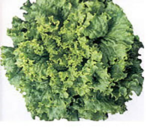 [NO[ 20ml ^Xyig   ^lzyʏ5{ 5̂̓|Cg10{z