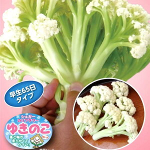 䂫̂65(VK[Jt[) R[g 痱 Jt[yig   ^lzyʏ5{ 5̂̓|Cg10{z