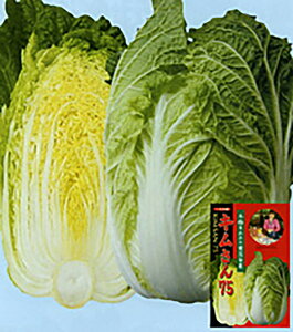 L75 20ml  nNTC ͂yig   ^lzyʏ5{ 5̂̓|Cg10{z