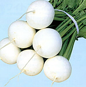 耐病しらふじ 20ml かぶ カブ 蕪【ナント 種 たね タネ】【通常5倍 5のつく日はポイント10倍】