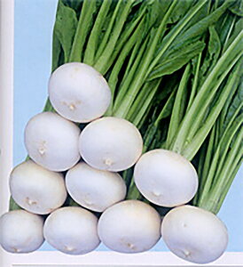 s 2dl  Ju yig   ^lzyʏ5{ 5̂̓|Cg10{z