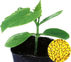 rbOxPՁiƂj 350  _CM  yig   ^l zyʏ5{ 5̂̓|Cg10{z