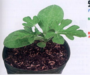 a 2dl  _CM  yig   ^l zyʏ5{ 5̂̓|Cg10{z