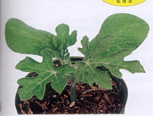 e 1dl  _CM  yig   ^l zyʏ5{ 5̂̓|Cg10{z