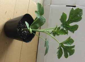 ꖡSi݂ǂj 200  _CM  yig   ^l zyʏ5{ 5̂̓|Cg10{z