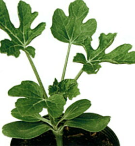 CI 400  _CM  yig   ^l zyʏ5{ 5̂̓|Cg10{z