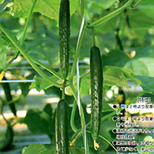 GNZgߐ2 350 ӉZ LE イyV[h   ^l zyʏ5{ 5̂̓|Cg10{z