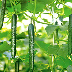 th 350 ӉZ LE イyV[h   ^l zyʏ5{ 5̂̓|Cg10{z