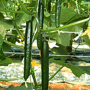 b̕ 350 ӉZ LE イyV[h   ^l zyʏ5{ 5̂̓|Cg10{z