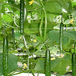 }WJ1 350 ӉZ LE イyV[h   ^l zyʏ5{ 5̂̓|Cg10{z