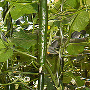 J 350 ӉZ LE イyV[h   ^l zyʏ5{ 5̂̓|Cg10{z