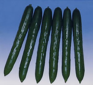 Lh1 350 ӉZ LE イyV[h   ^l zyʏ5{ 5̂̓|Cg10{z