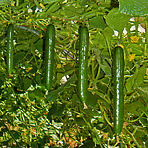 ̂ 350 ӉZ LE イyV[h   ^l zyʏ5{ 5̂̓|Cg10{z