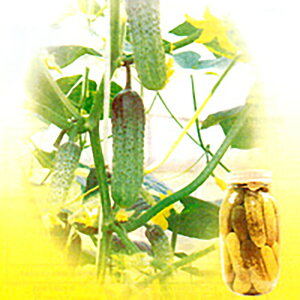 ҂鑾Y 100 ӉZ LE イ sNXyV[h   ^l zyʏ5{ 5̂̓|Cg10{z