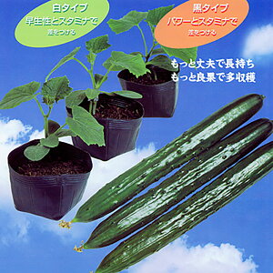 䂤䂤P(^Cv) 350  _CM yV[h   ^l zyʏ5{ 5̂̓|Cg10{z