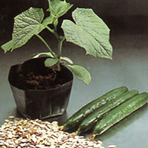 A[gP 350  _CM yV[h   ^l zyʏ5{ 5̂̓|Cg10{z