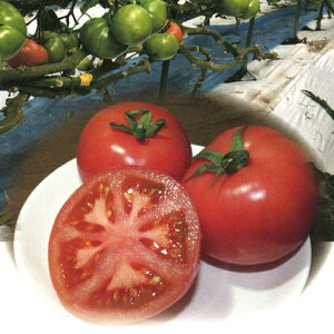 g}g TYȂ݃vC 1000 g}g Ƃ܂ ׉ցyVWF^ ?  ^lzyʏ5{ 5̂̓|Cg10{ΏۊOi|Cg3{Œ菤iz