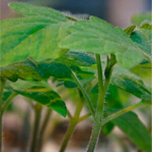 g}g A[mh 1000  _CM yVWF^ ?  ^lzyʏ5{ 5̂̓|Cg10{ΏۊOi|Cg3{Œ菤iz