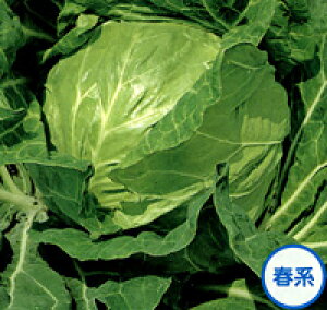 ybg n201 ybg5痱 LxcyTJ^   ^lzyʏ5{ 5̂̓|Cg10{z