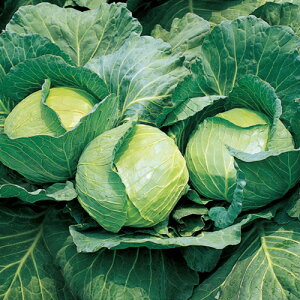 V ybg5痱 LxcyTJ^   ^lzyʏ5{ 5̂̓|Cg10{z