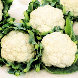 o[W[h ybg5痱 Jt[yTJ^   ^lzyʏ5{ 5̂̓|Cg10{z