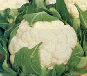 obN 5000 Jt[yTJ^   ^lzyʏ5{ 5̂̓|Cg10{z