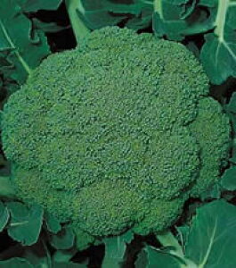 �Η� 20ml �u���b�R���[�y�T�J�^ �� ���� �^�l�z�y�ʏ�5�{ 5�̂����̓|�C���g10�{�z