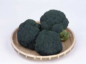 ͂悤 R[g 5000 ubR[yTJ^   ^lzyʏ5{ 5̂̓|Cg10{z