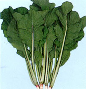 ؔꍆ 2dl  mUi ̂ȁyTJ^   ^lzyʏ5{ 5̂̓|Cg10{z