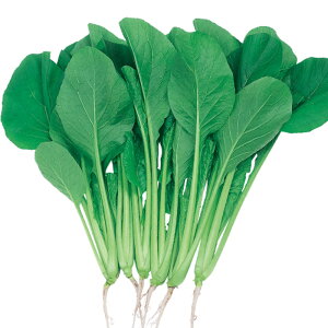 킩ݏ 2dl  R}ci ܂ȁyTJ^   ^lzyʏ5{ 5̂̓|Cg10{z