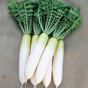 t̎ 卪 ybg5痱 卪 _CR yTJ^   ^lzyʏ5{ 5̂̓|Cg10{z