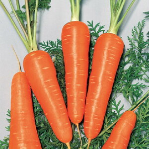 ybg glQ ybg1 jW ɂ񂶂 lQyTJ^   ^lzyʏ5{ 5̂̓|Cg10{z