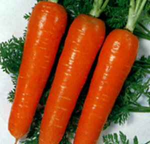 t`ܐlQ 2dl jW ɂ񂶂 lQyTJ^   ^lzyʏ5{ 5̂̓|Cg10{z