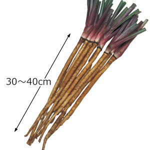 T_ڂ _CGbg 1l  S{E ڂyTJ^   ^lzyʏ5{ 5̂̓|Cg10{z