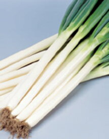 夏扇パワー葱 ペレット6千粒 葱 ネギ ねぎ【サカタ 種 たね タネ】【通常5倍 5のつく日はポイント10倍】