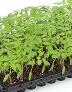 PRIMAX AVXg ؃g}g PRIMAX1000 g}g Ƃ܂ ׉ցyTJ^   ^lzyʏ5{ 5̂̓|Cg10{z