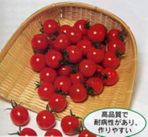 PRIMAX L10~jg}g PRIMAX1000 g}g Ƃ܂ ׉ցyTJ^   ^lzyʏ5{ 5̂̓|Cg10{z