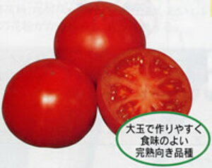 PRIMAX eg}g1000 g}g Ƃ܂ ׉ցyTJ^   ^lzyʏ5{ 5̂̓|Cg10{z